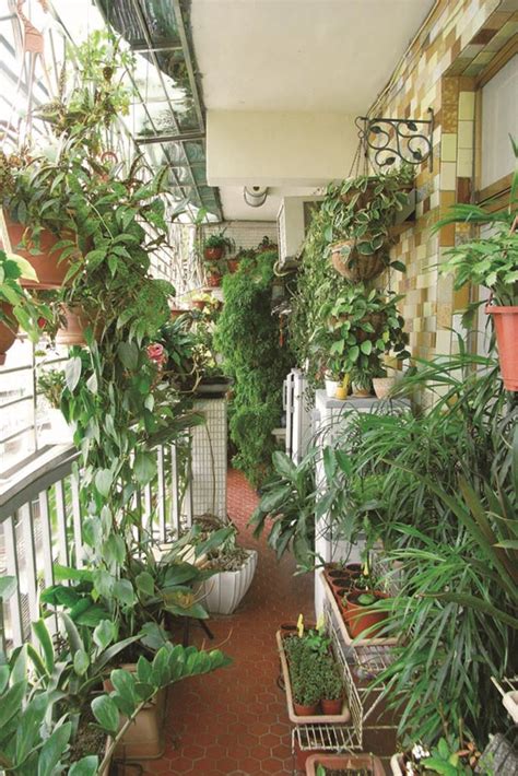 房子買貴了 後陽台適合種什麼植物